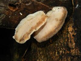 Close up photo of fungus attached to fallen wood.