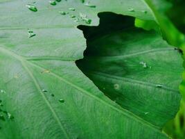 closeup photo of green taro leaves colocasia esculenta which can be used as a background