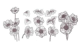 Realistic Hand Drawn Anemone Flower Illustration Elements vector
