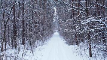 Pine and fir trees forest covered in snow. Aerial landscape from drone view. Christmas is coming. Cold frosty winter season nature background. View from above of snowy country road video