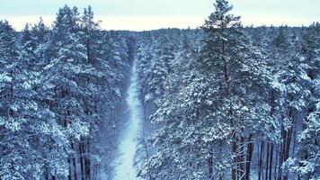 Pine and fir trees forest covered in snow. Aerial landscape from drone view. Christmas is coming. Cold frosty winter season nature background. View from above of snowy country road video