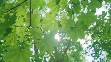 Sun rays shine through green forest trees leaves at summer day. Sunny morning in park. Nature background video