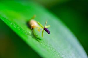 Ruscus hypophyllum - Close-up, small flower on a plant leaf, botanical garden photo