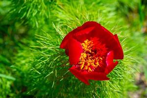 Paeonia tenuifolia, pink flowers of a tree peony collect honey and pollen photo