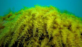 Black Sea, Hydroids Obelia, coelenterates, Macrophytes Red and Green algae photo