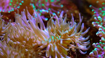 Tentacles of large sea anemone in a marine aquarium, macro photography in an aquarium with tropical reef fish photo