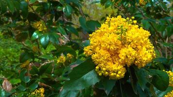 Mahonia aquifolium Oregon-grape or Oregon grape is a species of flowering plant photo