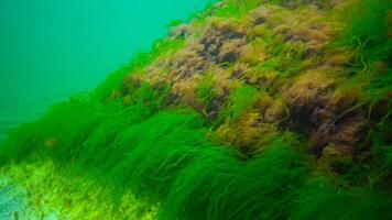Underwater landscape, Black Sea. Green, red and brown algae on the seabed photo