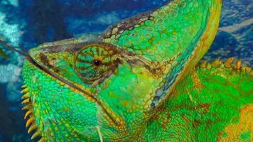 The veiled chameleon, cone-head Chamaeleo calyptratus photo