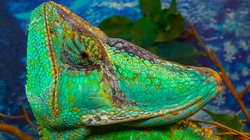 The veiled chameleon, cone-head Chamaeleo calyptratus photo