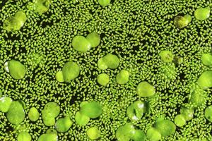 Spotless watermeal, rootless duckweed Wolffia arrhiza and duckweed Lemna turionifera in a stagnant freshwater pond photo