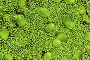 Spotless watermeal, rootless duckweed Wolffia arrhiza and duckweed Lemna turionifera in a stagnant freshwater pond photo
