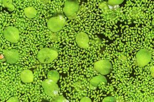 Spotless watermeal, rootless duckweed Wolffia arrhiza and duckweed Lemna turionifera in a stagnant freshwater pond photo