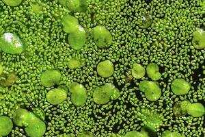 Spotless watermeal, rootless duckweed Wolffia arrhiza and duckweed Lemna turionifera in a stagnant freshwater pond photo