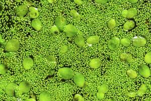 Spotless watermeal, rootless duckweed Wolffia arrhiza and duckweed Lemna turionifera in a stagnant freshwater pond photo