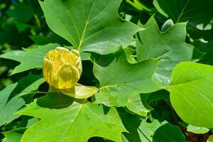 Liriodendron tulipifera - Yellow flowers on a background of green leaves photo