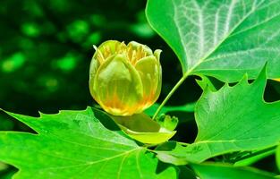 Liriodendron tulipifera - Yellow flowers on a background of green leaves photo