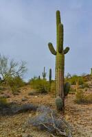 Giant cactus Saguaro cactus Carnegiea gigantea against the background of a cloudy sky photo