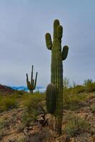 Giant cactus Saguaro cactus Carnegiea gigantea against the background of a cloudy sky, Arizona photo