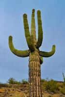 Giant cactus Saguaro cactus Carnegiea gigantea against the background of a cloudy sky, Arizona photo