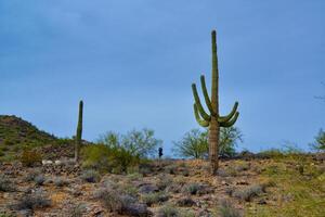 Giant cactus Saguaro cactus Carnegiea gigantea against the background of a cloudy sky photo