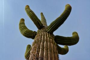 Giant cactus Saguaro cactus Carnegiea gigantea against the background of a cloudy sky, Arizona photo