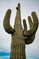 Giant cactus Saguaro cactus Carnegiea gigantea against the background of a cloudy sky, Arizona photo