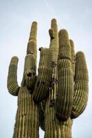 Giant cactus Saguaro cactus Carnegiea gigantea against the background of a cloudy sky, Arizona photo