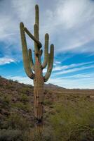 Giant cactus Saguaro cactus Carnegiea gigantea against the background of a cloudy sky photo