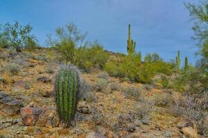 Young plants Giant cactus Saguaro cactus Carnegiea gigantea against the background of a cloudy sky photo