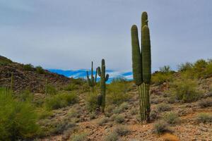 Giant cactus Saguaro cactus Carnegiea gigantea against the background of a cloudy sky photo