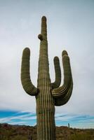 Giant cactus Saguaro cactus Carnegiea gigantea against the background of a cloudy sky, Arizona photo