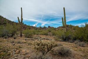 Giant cactus Saguaro cactus Carnegiea gigantea against the background of a cloudy sky photo