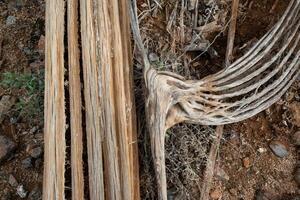 Dry woody pith of a dead cactus, Giant cactus Saguaro cactus Carnegiea gigantea, Arizona photo