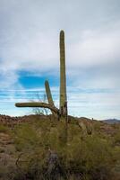 Giant cactus Saguaro cactus Carnegiea gigantea against the background of a cloudy sky photo