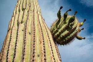 Dried flowers on a cactus shoot, Giant cactus Saguaro cactus Carnegiea gigantea, Arizona photo