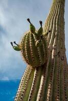 Dried flowers on a cactus shoot, Giant cactus Saguaro cactus Carnegiea gigantea, Arizona photo