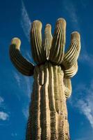 Saguaro Cactus Carnegiea gigantea in desert, giant cactus against a blue sky in winter in the desert of Arizona photo