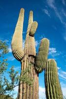 Saguaro Cactus Carnegiea gigantea in desert, giant cactus against a blue sky in winter in the desert of Arizona photo
