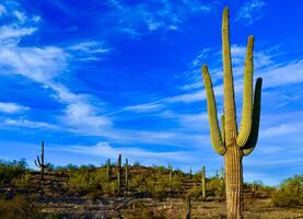 Large cacti in Arizona against a blue sky, desert landscape. Saguaro Cactuses Carnegiea gigantea in desert photo