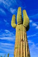Saguaro Cactus Carnegiea gigantea in desert, giant cactus against a blue sky in winter photo