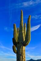 Saguaro Cactus Carnegiea gigantea in desert, giant cactus against a blue sky in winter photo