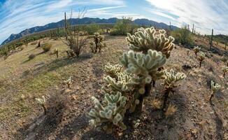 Teddy bear cholla Cylindropuntia bigelovii. Cholla Cactus Garden at Joshua Tree National Park. California photo