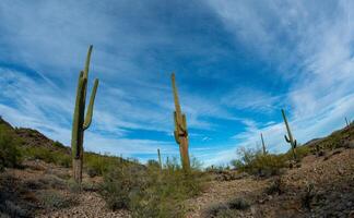Landscape of a stone desert, photo of a cactus with a Fish Eye lens, Giant cactus Saguaro cactus Carnegiea gigantea, Arizona