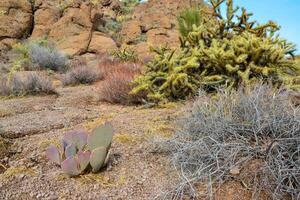 Golden prickly pear Opuntia aurea, opuntia basilaris var. aurea and others cacti. Arizona photo