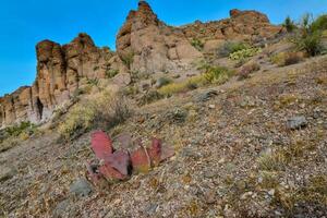 Golden prickly pear Opuntia aurea, opuntia basilaris var. aurea. Arizona cacti photo