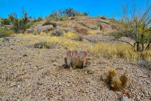 Golden prickly pear Opuntia aurea, opuntia basilaris var. aurea. Arizona cacti photo