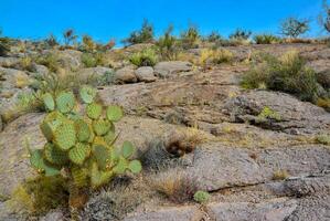 Pancake prickly pear, dollarjoint prickly pear Opuntia chlorotica, cacti in the winter in the mountains. Arizona cacti photo