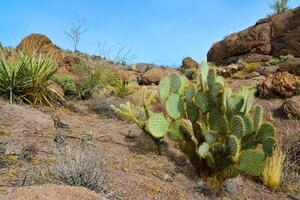 Arizona Cacti, Engelmann prickly pear, cactus apple Opuntia engelmannii, cacti in the winter in the mountains photo