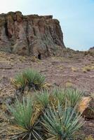 Yucca and Cacti in a mountain valley, Arizona photo